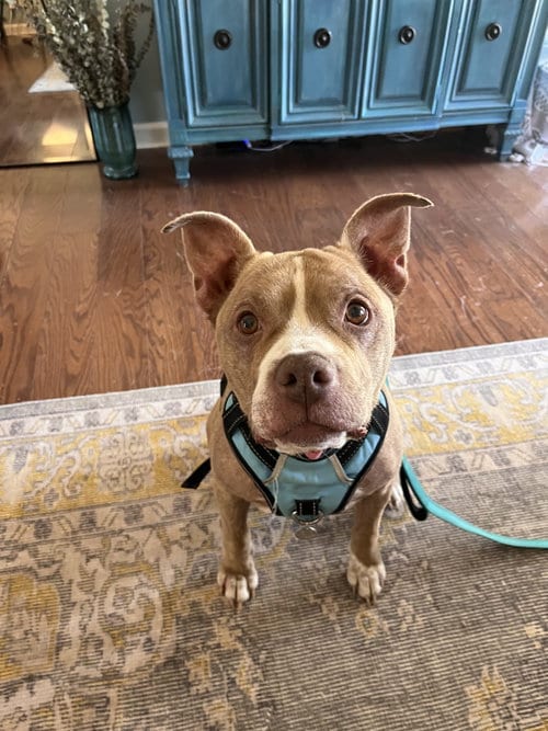 Photo of Roxie, adoptable American Pit Bull Terrier in La Vergne, Tennessee