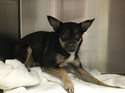 Photo of A1939206, adoptable Chihuahua in Thousand Palms, California