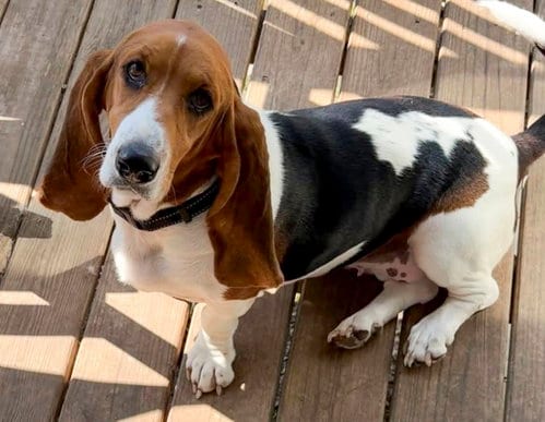 Photo of Priscilla, adoptable Basset Hound in Milmay, New Jersey