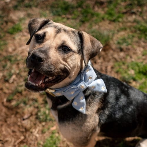 Photo of Selene, adoptable Shepherd in Chester, New Jersey