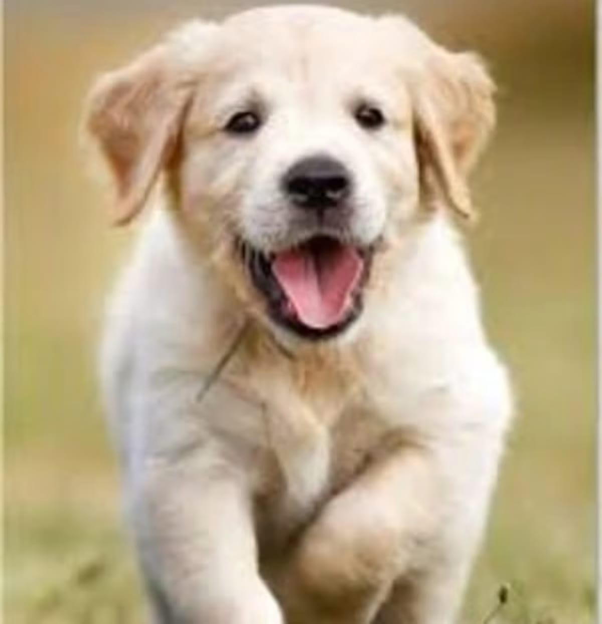 Photo of QA Inline Vet 11 Aug, adoptable Afghan Hound in New York, New York