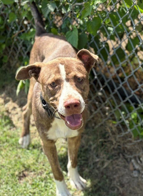 Photo of General, adoptable Labrador Retriever in Tulsa, Oklahoma