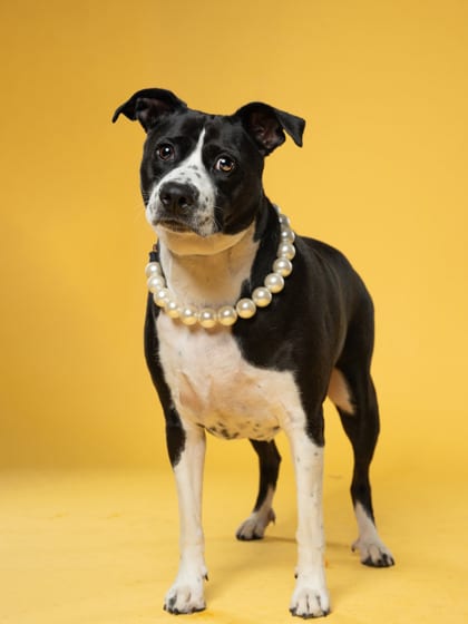Photo of Lady Lou, adoptable dog in Atlanta, Georgia
