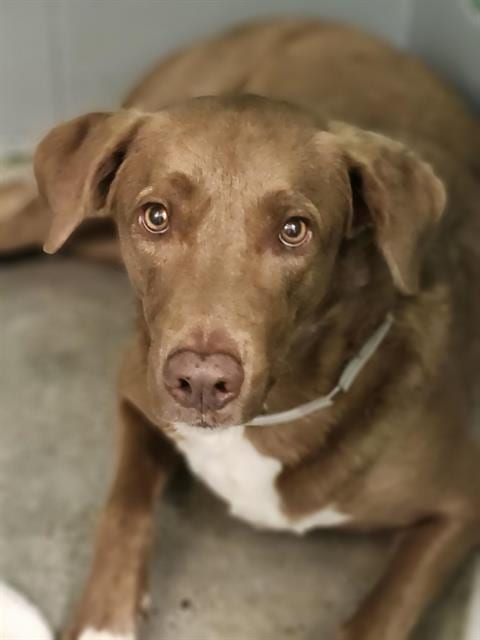 Photo of Blue, adoptable Labrador Retriever in Houston, Texas