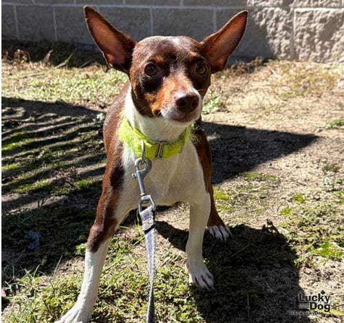 Photo of Josie, adoptable Chihuahua in Washington, District of Columbia
