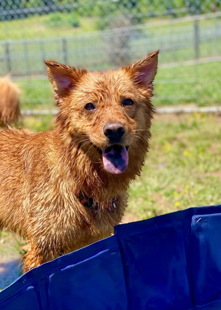 Photo of Nalah, adoptable Golden Retriever in Chickamauga, Georgia