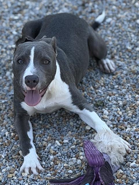 Photo of Barbie, adoptable Pit Bull Terrier in Augusta, Georgia