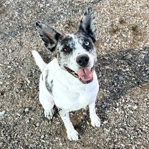 Photo of Ember, adoptable Australian Cattle Dog/Blue Heeler in Albuquerque, New Mexico