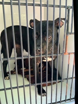 Photo of Mistletoe, adoptable dog in Atlanta, Georgia