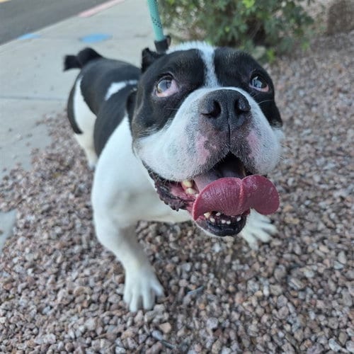 Photo of Flapjack, adoptable Bulldog in Mesa, Arizona