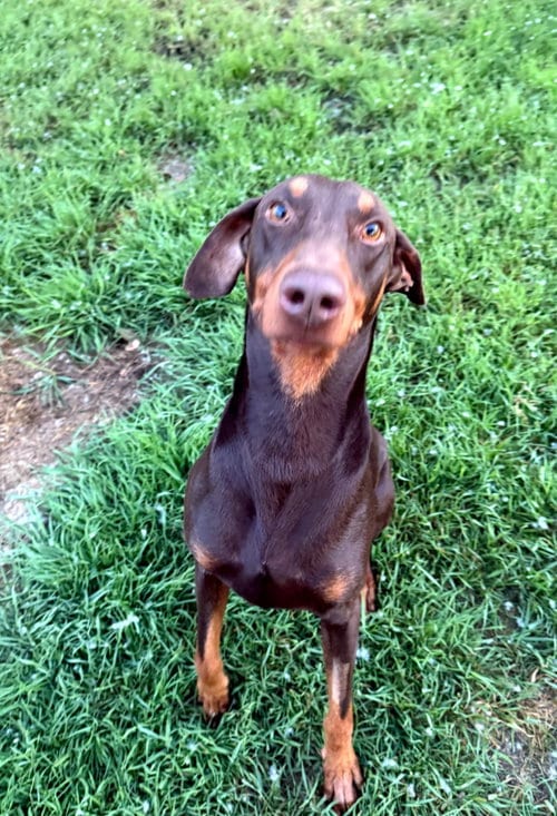 Photo of Atlas aka Doby, adoptable Doberman Pinscher in Buffalo, Minnesota
