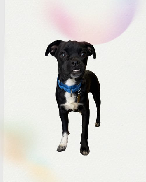 Photo of Ryder, adoptable Pug in Seal Beach, California