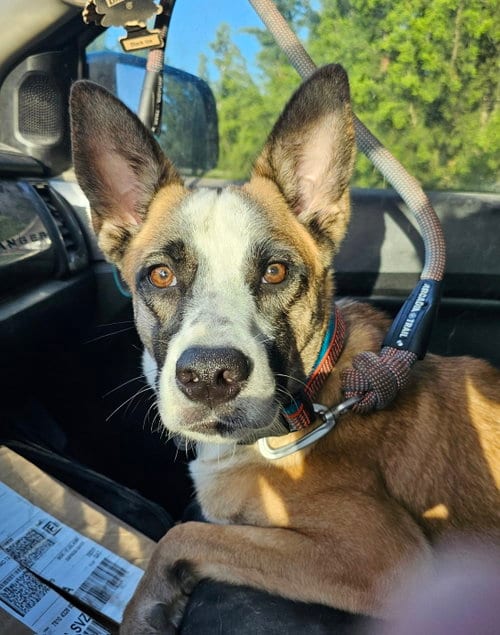Photo of Whiskey, adoptable Belgian Shepherd Malinois in Pipe Creek, Texas