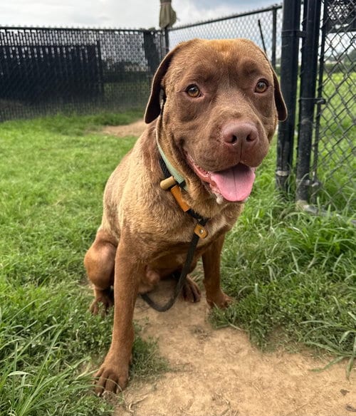 Photo of Floppy, adoptable Retriever in Evansville, Indiana