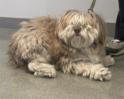 Photo of Archie, adoptable Shih Tzu in San Martin, California