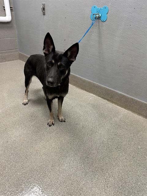 Photo of Hennessey, adoptable German Shepherd Dog in Las Vegas, Nevada