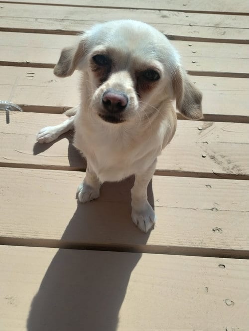 Photo of Coco- real cuddler and loverbug, adoptable Chihuahua in Apple Valley, California