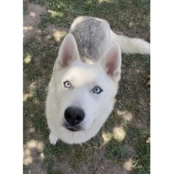 Photo of Snowy, adoptable Husky in Jurupa Valley, California
