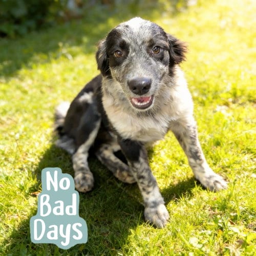 Photo of Zuni, adoptable Australian Cattle Dog/Blue Heeler in Chandler, Arizona