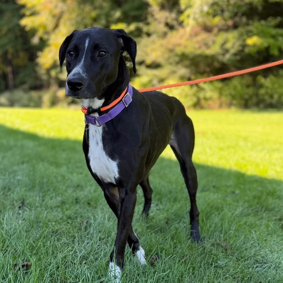Photo of Mya, adoptable Greyhound / Mixed Breed (Large) in Pittsford, Vermont