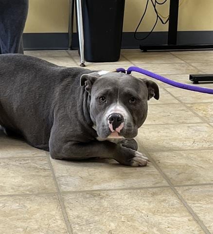 Photo of Twiddle Dum, adoptable Pit Bull Terrier in Norfolk, Virginia