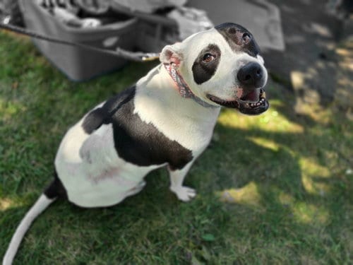 Photo of Rory, adoptable American Pit Bull Terrier in Germantown, Ohio