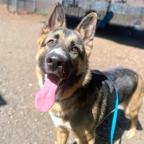Photo of Ringo, adoptable German Shepherd Dog in Oakland, California