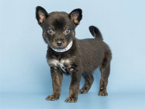 Photo of Dixon, adoptable Chihuahua in Phoenix, Arizona