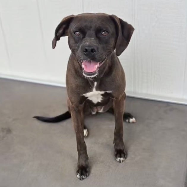 Photo of Zuzu, adoptable Mixed Breed (Medium) in Hinesville, Georgia