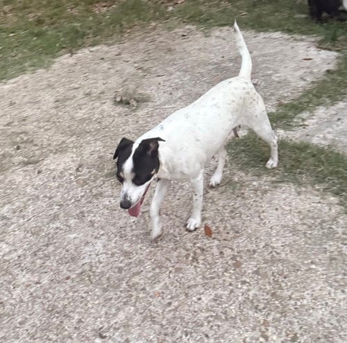 Photo of Tally - backyard explorer, adoptable Rat Terrier in Oakhurst, New Jersey