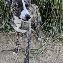 Photo of Jonathan, adoptable Border Collie Husky in Santa Clarita, California