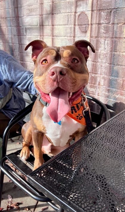 Photo of Tirax - IN FOSTER, adoptable dog in Chamblee, Georgia