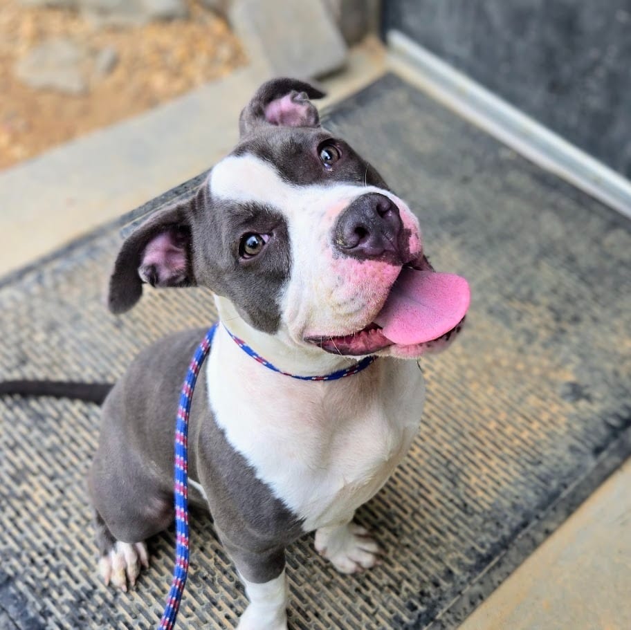 Photo of Sage, adoptable Mixed Breed in Douglasville, Georgia