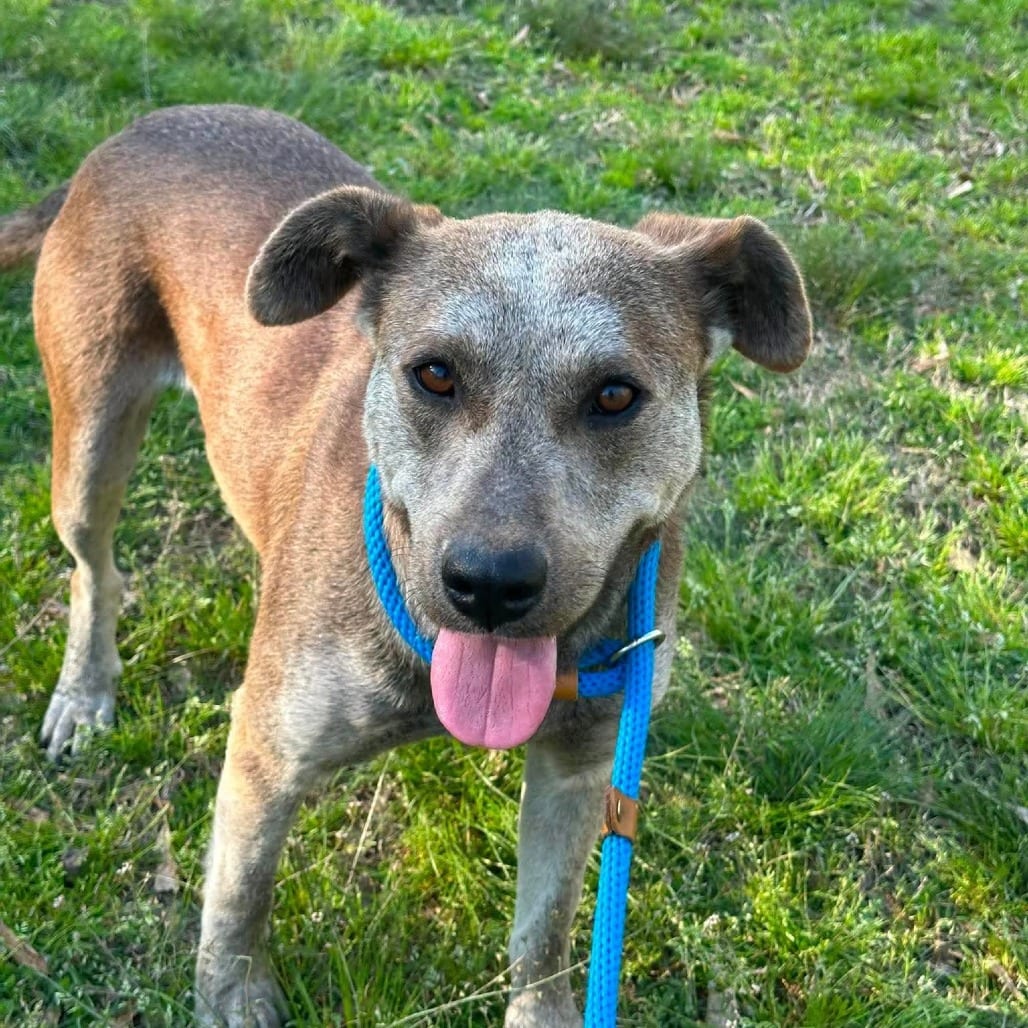 Photo of Kalahari, adoptable Terrier, American Staffordshire / Mixed Breed (Medium) in Whitestone, New York