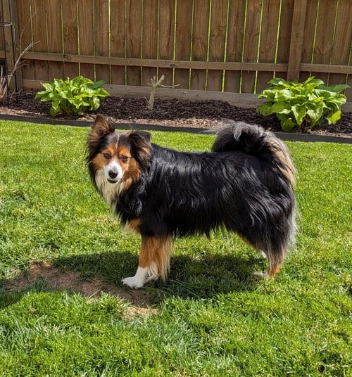Photo of Chippy Special Needs, adoptable Shetland Sheepdog Sheltie in Cuyahoga Falls, Ohio
