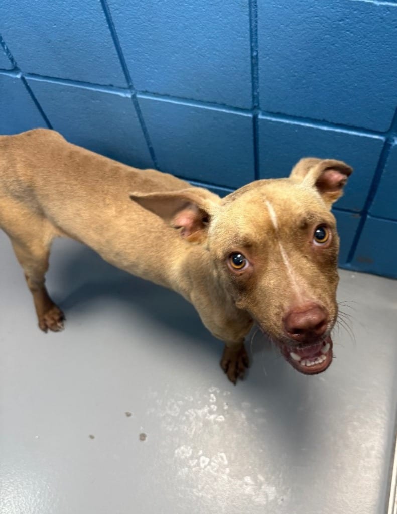 Photo of Chud, adoptable Terrier in Hartsville, South Carolina
