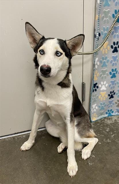 Photo of Pebbles, adoptable Husky in Rosenberg, Texas