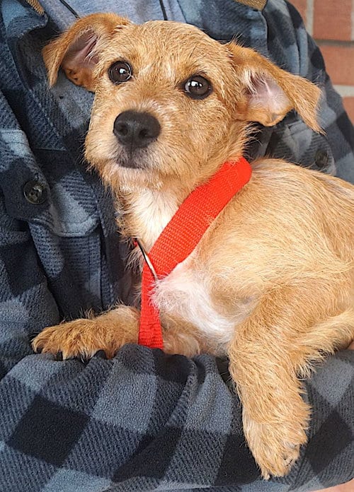 Photo of Stella, adoptable Schnauzer in Carrollton, Texas