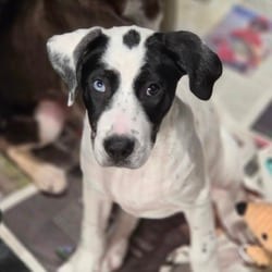 Photo of Flo LH, adoptable Australian Cattle Dog Plott Hound in Nashville, Tennessee