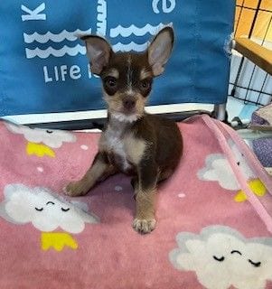 Photo of Lulu, adoptable Unknown breed in Rancho Santa Fe, California