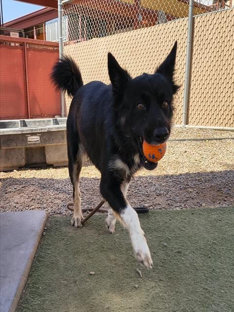 Photo of Celine, adoptable Australian Shepherd in Phoenix, Arizona