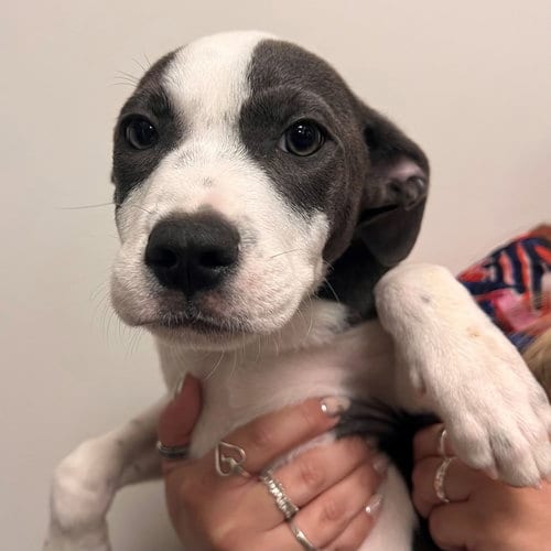 Photo of Dinghy, adoptable Unknown breed in Rancho Santa Fe, California