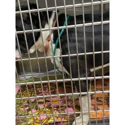 Photo of Ozzy, adoptable Mixed Breed (Medium) in Baton Rouge, Louisiana