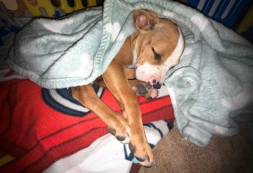 Photo of Benny, adoptable Boxer in Dana Point, California