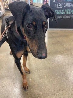 Photo of Dozer, adoptable Doberman Pinscher in Omaha, Nebraska