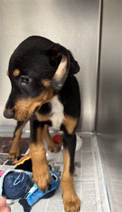Photo of Ezra, adoptable Doberman Pinscher in Los Angeles, California