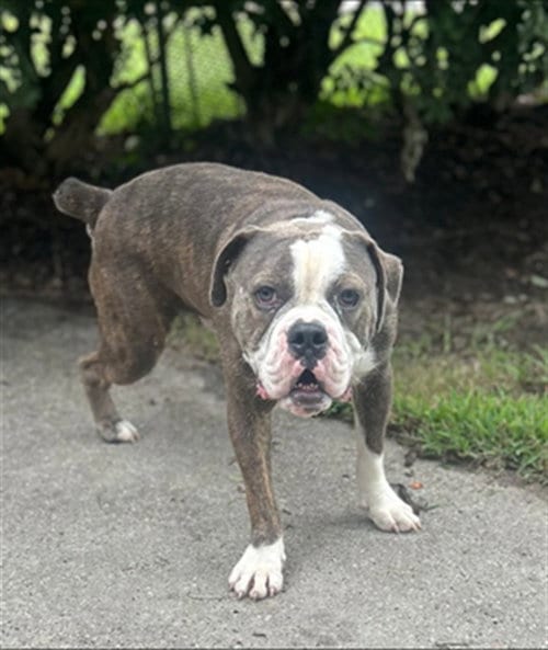 Photo of A521695, adoptable American Bulldog in Wilmington, North Carolina
