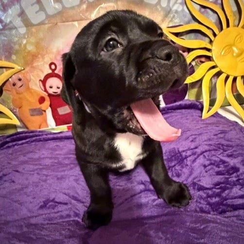 Photo of Tinky Winky, adoptable Rottweiler / Terrier, Pit Bull in Normal, Illinois