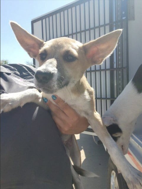 Photo of A660587, adoptable Husky in Houston, Texas