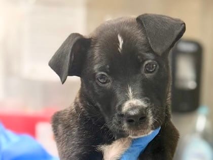 Photo of Ariel, adoptable dog in Georgetown, Texas